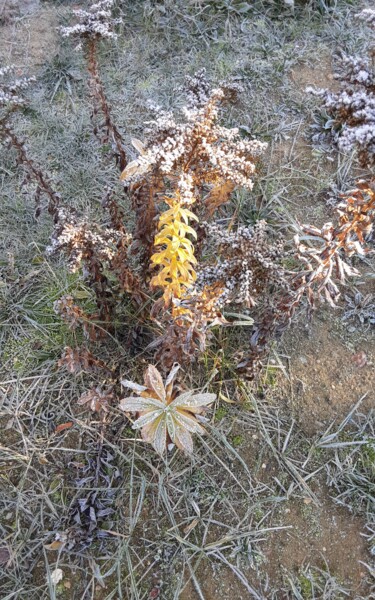 Fotografie mit dem Titel "Frostblume" von Judith Simonis, Original-Kunstwerk, Nicht bearbeitete Fotografie