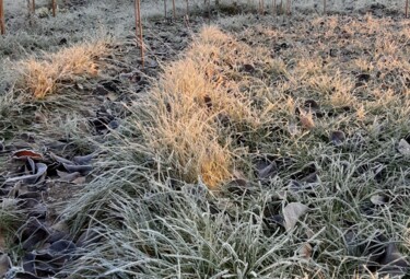Фотография под названием "Frosty Grass" - Judith Simonis, Подлинное произведение искусства, Не манипулируемая фотография