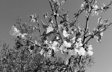 Photography titled "Cherryblossom" by Judith Simonis, Original Artwork, Digital Photography