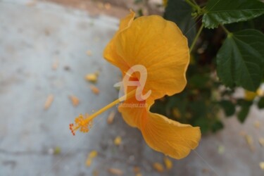 Fotografia intitulada "Hibisco amarelo per…" por Judjesus, Obras de arte originais