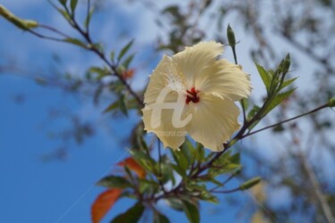 Fotografia intitulada "Hibisco pérola fren…" por Judjesus, Obras de arte originais