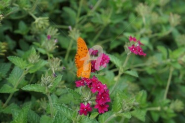 Fotografia intitulada "Borboleta e colchão…" por Judjesus, Obras de arte originais