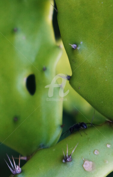 Fotografia intitulada "A formiga está com…" por Judjesus, Obras de arte originais