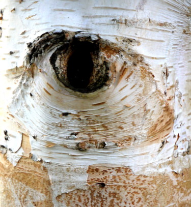 Photographie intitulée "L'oeil du bouleau" par Jürgen Briem, Œuvre d'art originale