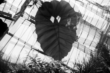 Tropical Zone Hamburg 4 Photographie intitulée "Tropical Zone Hambu…" par Juergen Straub, Œuvre d'art originale, Photographie argentique