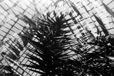 Photography titled "Tropical Zone Hambu…" by Juergen Straub, Original Artwork, Analog photography