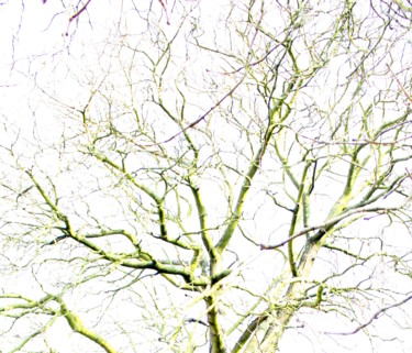 Photographie intitulée "Baum 2" par Julianna Dávid, Œuvre d'art originale, Photographie manipulée
