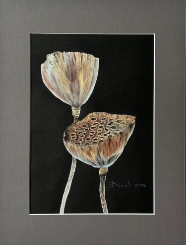 Pintura intitulada "Dry lotuses on black" por Julia Birst, Obras de arte originais, Aquarela
