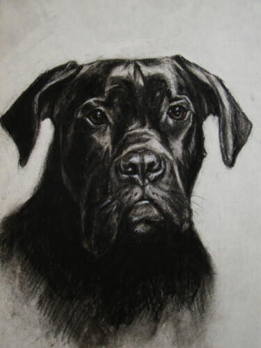 Zeichnungen mit dem Titel "Boomer, my Dog Draw…" von Julia Lihina, Original-Kunstwerk, Kohle