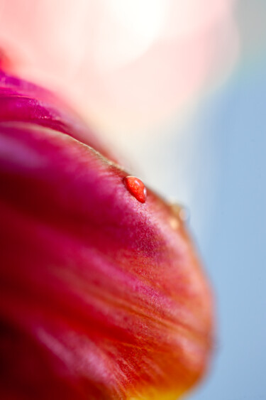 Fotografia zatytułowany „Raindrop on flower” autorstwa Julia Ruijter, Oryginalna praca, Fotografia cyfrowa