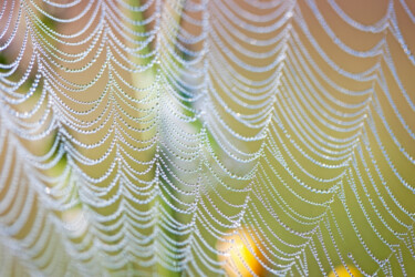 Fotografia zatytułowany „Spiderweb pearls” autorstwa Julia Ruijter, Oryginalna praca, Fotografia cyfrowa