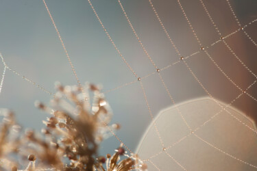 Фотография под названием "Meadow" - Julia Ruijter, Подлинное произведение искусства, Цифровая фотография