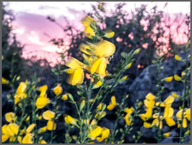 Fotografía titulada "Flowwwers" por Julian Garcia-Viso, Obra de arte original, Fotografía digital