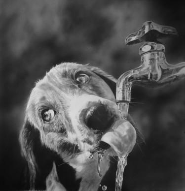 Drawing titled "Max the Beagle" by Julian Wheat, Original Artwork, Pencil