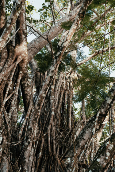 Fotografia intitolato "Tree in Trancoso, B…" da Juliana Vasquez, Opera d'arte originale, Fotografia digitale