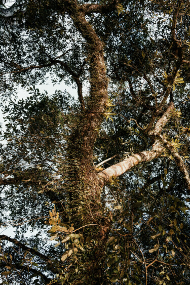 Photographie intitulée "Tree in Trancoso, B…" par Juliana Vasquez, Œuvre d'art originale, Photographie numérique