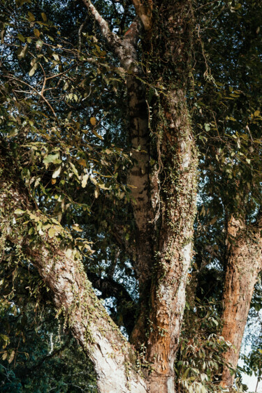 Photography titled "Tree in Trancoso, B…" by Juliana Vasquez, Original Artwork, Digital Photography