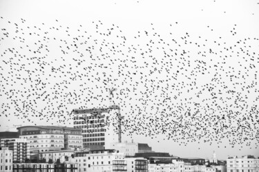 Fotografia intitulada "Murmuration of Star…" por Juliana Vasquez, Obras de arte originais, Fotografia digital