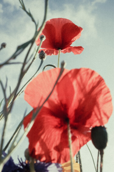 Photography titled "London Poppies" by Juliana Vasquez, Original Artwork, Digital Photography