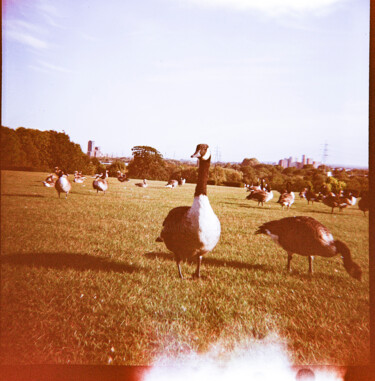 Fotografía titulada "Duck at Springfield…" por Juliana Vasquez, Obra de arte original, Fotografía analógica