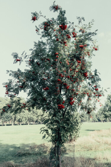 Photographie intitulée "Tree in Hackney Dow…" par Juliana Vasquez, Œuvre d'art originale, Photographie numérique