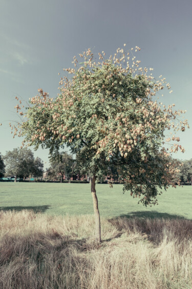 Fotografía titulada "TREE IN HACKNEY DOW…" por Juliana Vasquez, Obra de arte original, Fotografía digital