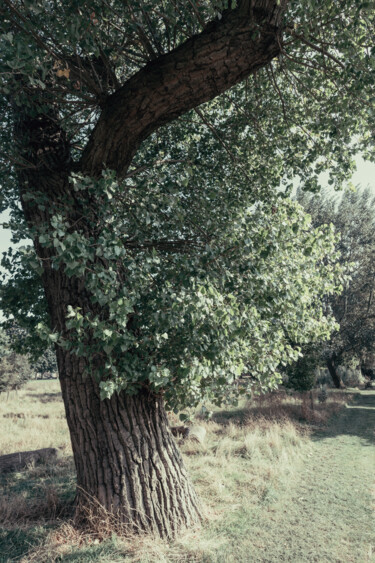 Fotografia intitulada "TREE IN HACKNEY DOW…" por Juliana Vasquez, Obras de arte originais, Fotografia digital