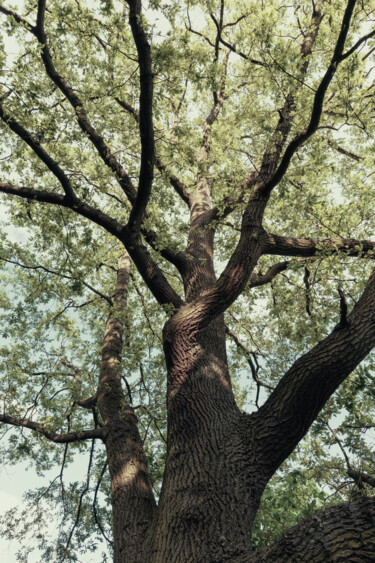 Fotografie getiteld "Tree in Hampstead H…" door Juliana Vasquez, Origineel Kunstwerk, Digitale fotografie