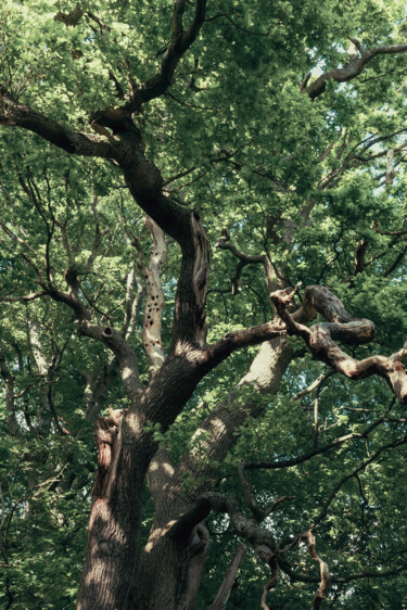 Fotografia intitolato "Tree in Hampstead H…" da Juliana Vasquez, Opera d'arte originale, Fotografia digitale