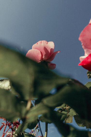 Fotografia zatytułowany „Regents Park garden…” autorstwa Juliana Vasquez, Oryginalna praca, Fotografia cyfrowa