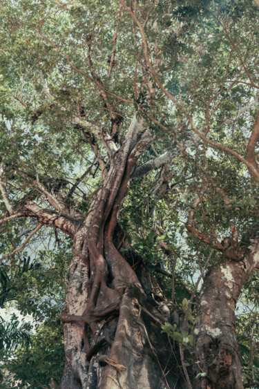 Fotografie getiteld "TREE IN TRANCOSO, B…" door Juliana Vasquez, Origineel Kunstwerk, Digitale fotografie