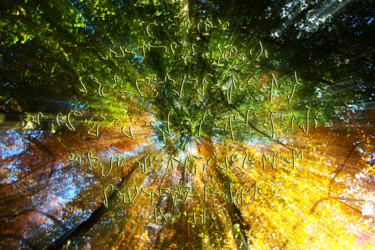 Arts numériques intitulée "Light Forest 9" par Julien Adelée, Œuvre d'art originale, Photo montage