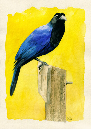 Gralha azul Peinture intitulée "Gralha azul" par Julien Cachemaille, Œuvre d'art originale, Aquarelle