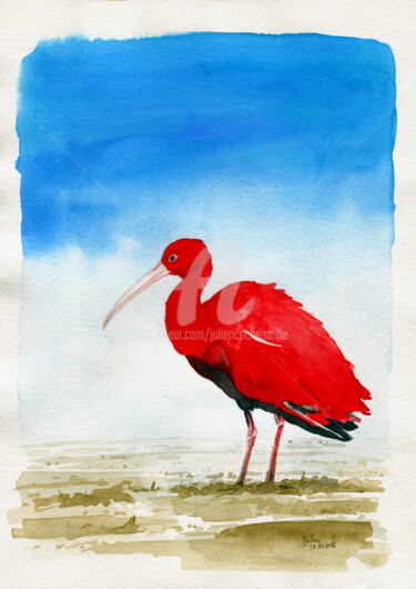 Painting titled "Guará vermelho" by Julien Cachemaille, Original Artwork, Watercolor