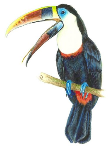 Dessin intitulée "Toucan à bec rouge…" par Julien S, Œuvre d'art originale