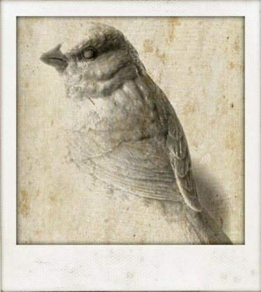 Photographie intitulée "Peace Bird" par Jun-Jun Sta. Ana, Œuvre d'art originale