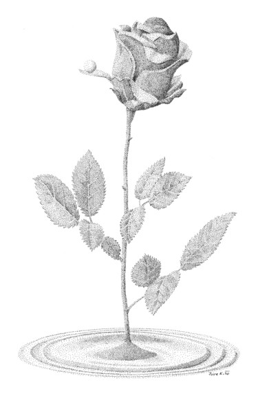 Drawing titled "rose" by Jure Kralj, Original Artwork, Ink