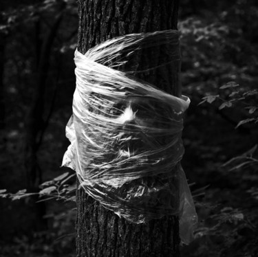Fotografía titulada "Groot" por Jure Kralj, Obra de arte original, Fotografía digital