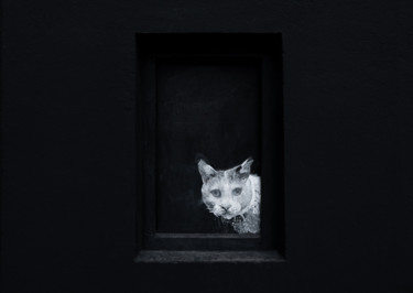 Fotografía titulada "Mystery cat" por Jure Kralj, Obra de arte original, Fotografía digital