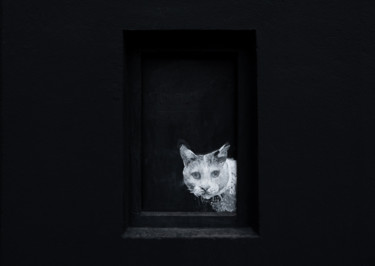 Photography titled "Mystery cat" by Jure Kralj, Original Artwork, Digital Photography