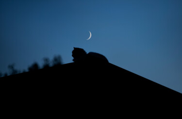 Fotografía titulada "Mooncat" por Jure Kralj, Obra de arte original, Fotografía digital