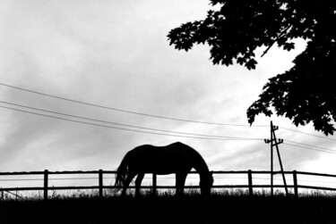 Fotografia zatytułowany „Horse” autorstwa Jure Kralj, Oryginalna praca, Fotografia cyfrowa