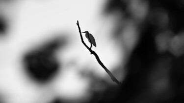 Photography titled "Heron" by Jure Kralj, Original Artwork, Digital Photography