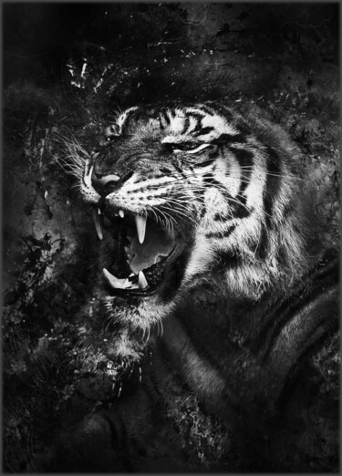 Digital Arts titled "Tiger" by Jürgen Haffa (creator), Original Artwork, Photo Montage Mounted on Aluminium