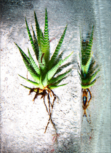 Fotografia zatytułowany „Kaktus 2” autorstwa Jürgen Haffa (creator), Oryginalna praca, Fotografia cyfrowa Zamontowany na Alu…
