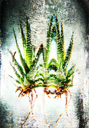 "Kaktus 1" başlıklı Fotoğraf Jürgen Haffa (creator) tarafından, Orijinal sanat, Dijital Fotoğrafçılık Alüminyum üzerine mont…