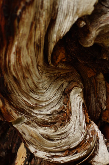 Photographie intitulée "Baum Detail" par Jutta Christandl, Œuvre d'art originale, Photographie numérique