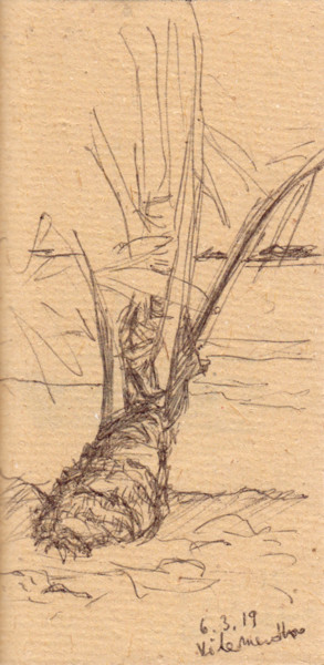Drawing titled "Maldives, Palmier" by Philippe Juttens, Original Artwork, Ballpoint pen