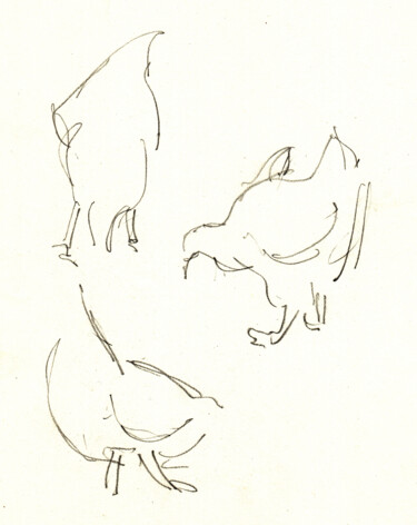 Drawing titled "Étude de poule en m…" by Philippe Juttens, Original Artwork, Pencil