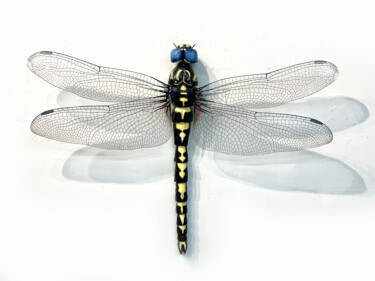 Escultura titulada "Dragonfly" por Ken Overman, Obra de arte original, Plástico